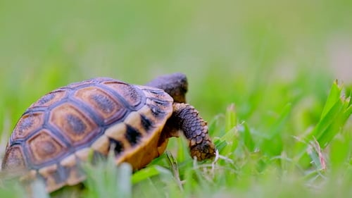 Tiny baby angulate tortoise moving over grass, closeup shallow focus
