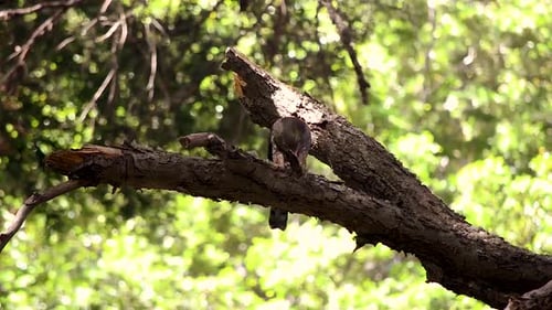 Bicolored hawk (accipiter bicolor) eating its daily meal in a tree.