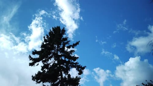 Coniferous Tree Against Blue Sky With Clouds