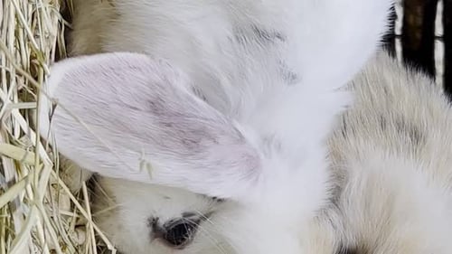 White Fluffy Rabbit Resting in Hay Close Up