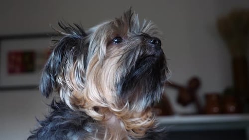 Stoic Yorkie Dog Looking Upward - Modelling Yorkshire Terrier Indoors Close Up on Face