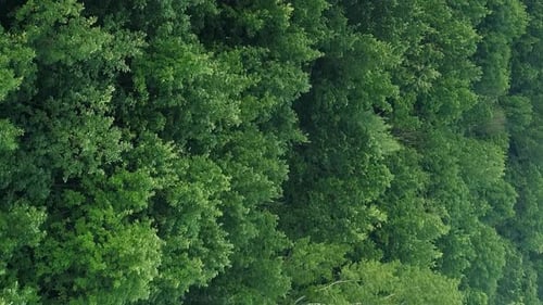 Vertical Aerial Trees View Green Forest Landscape
