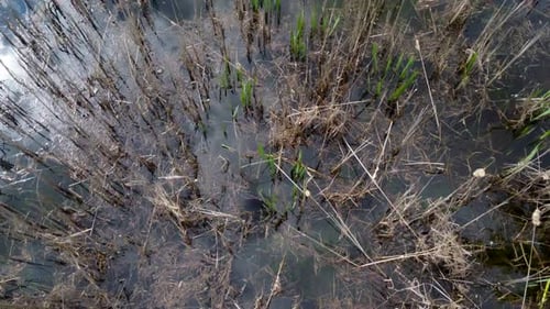Trockene Stängel aus dem Schilf im Teich, Flug mit einer Drohne über den See und die Vegetation