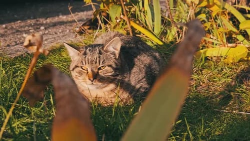 Homeless Cat Rest in Green Grass on the Street