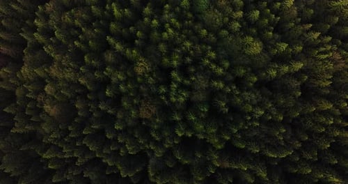 Aerial view over the treetops of a vibrant coniferous green forest