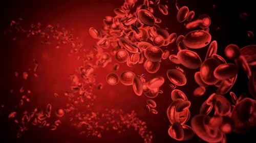 Flowing Red Blood Cells in Bloodstream Medical Animation