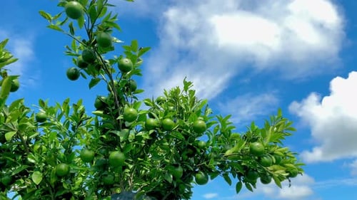 Green Citrus Fruit Growing on Tree Under Blue Sky