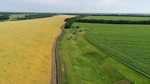 Feld mit reifem Weizen