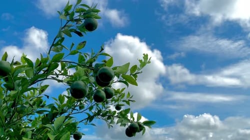 Unripe Citrus Fruits on a Tree Under Blue Sky