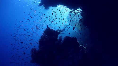 Free diver exploring vivid coral reef in tropical sea