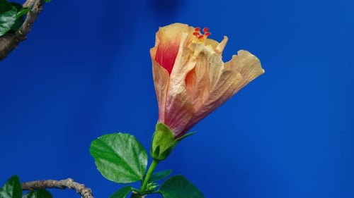 Red Hibiscus Close Its Flower in Time Lapse. Blooming Yellow Plant on a Blue Background Wilting Fast