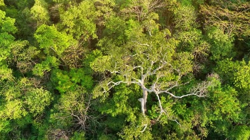 Majestic tropical forest on towering mountains by aerial view drone.