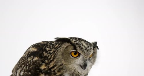 Eurasian eagle owl looking down then stares towards camera - white background