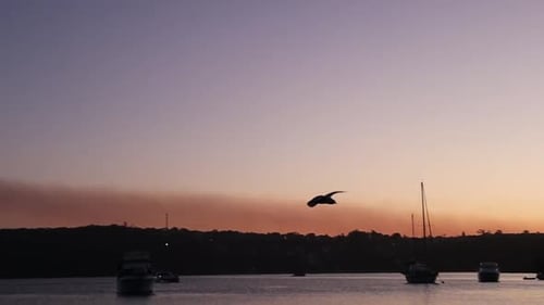 Slow Motion Cinematic footage of a Seagull Landing in a sunset in Sydney Australia