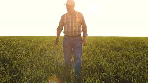 Senior farmer walking in young wheat field and examining crop at sunset.