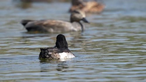 An immature Tufted Duck swimming around on a lake.