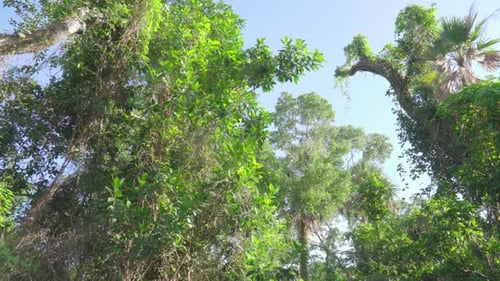 south florida tropical hardwood hammock trees landscape walk with blue sky