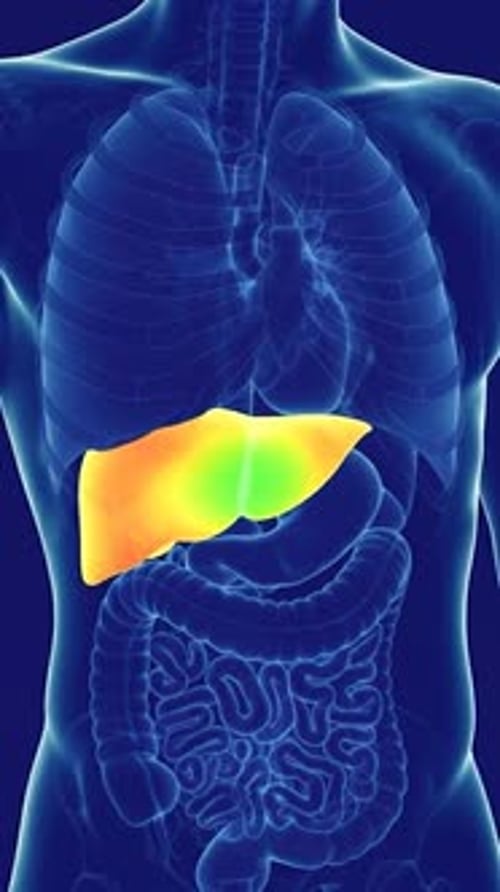 3D Human Liver Highlight Medical Animation
