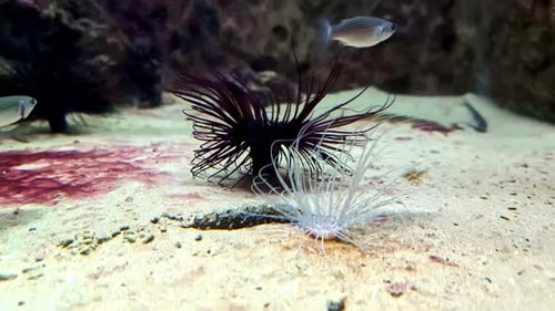 Marine Fish And Sea Anemones. Underwater Wildlife Scene.