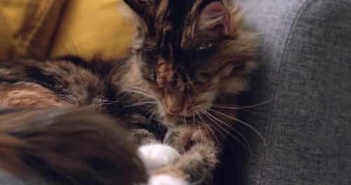 Fluffy Maine Coon Cat Lounges on Cozy Grey Sofa Licking Its Paw While Grooming Itself Feline Looks
