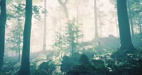 Misty Forest Landscape with Sunlight Filtering Through Trees