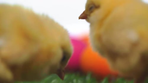 Two Adorable Fluffy Yellow Baby Chicks Snuggling Together in a Close Up
