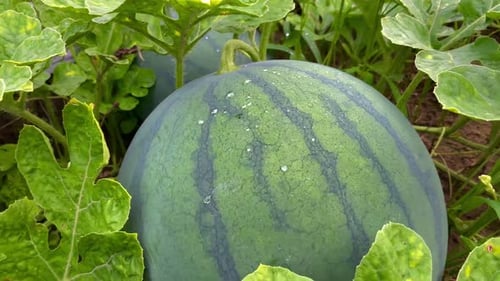 fresh young watermelon fruit on the farm