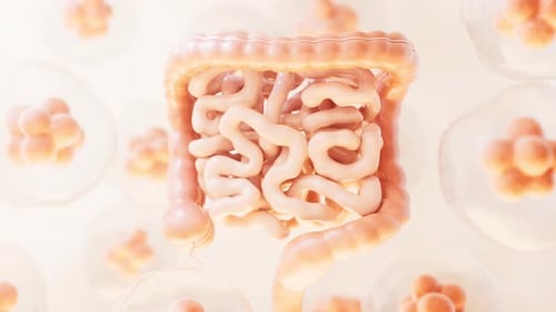 Intestinal tract with digestive health concept