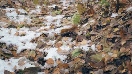 Snowy Ground Covered with Colorful Dead Leaves