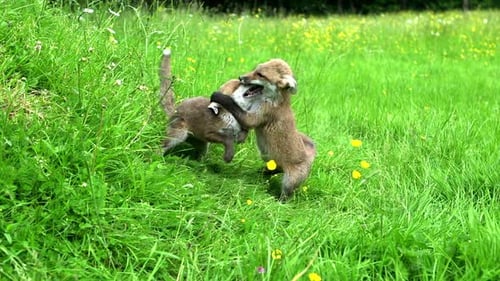 Red Fox, vulpes vulpes, Cub playing on Grass, Normandy in France, Real Time