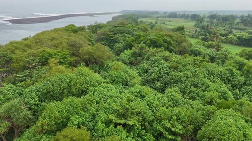 Aerial View of Lush Green Trees Near Ocean