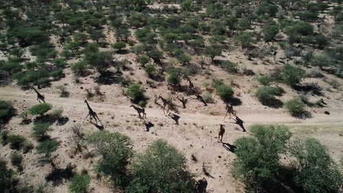 Herd of Giraffes Running Through African Savannah
