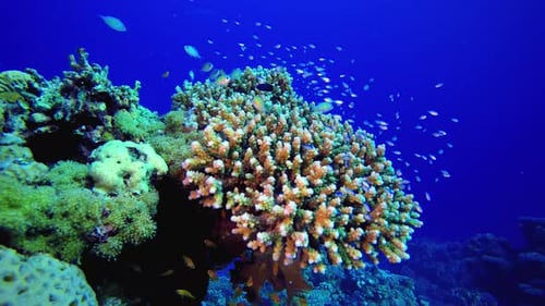 Soft Hard Corals Colourful Fish