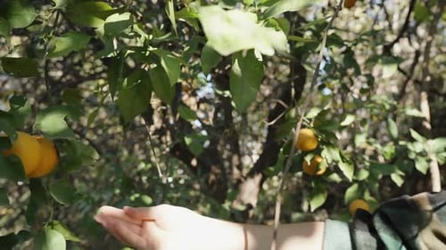 Hand Harvesting Ripe Citrus Fruit from Tree
