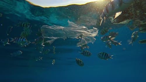 Plastic Bag Floating with Striped Fish in Ocean
