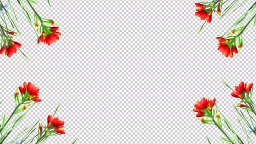 Carnation Flower Image Frame