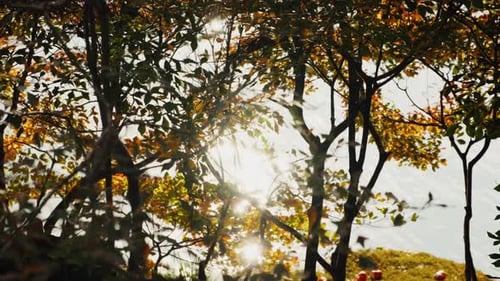 Herbstsonnenlicht scheint durch die Waldbäume