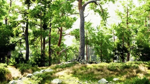 A Serene Forest Landscape with Rocks and Trees