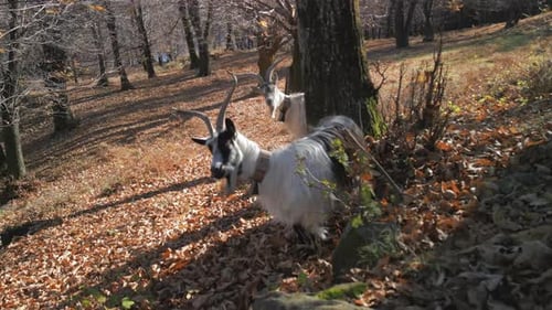Goat Forest Mountain