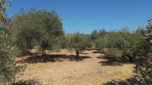 Olive Trees 200