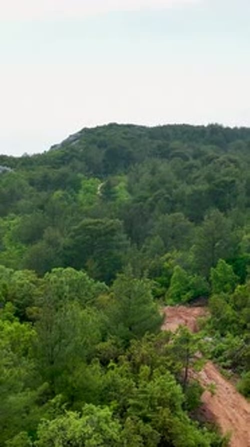 Vertical Video Aerial Adventure Through RainEnveloped Green Forest Trail Exploring Nature's PostRain