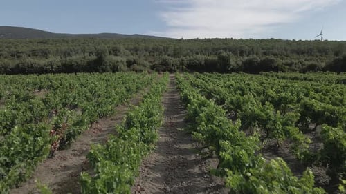 Low aerial over neat tidy rows of grape vines in French vineyard