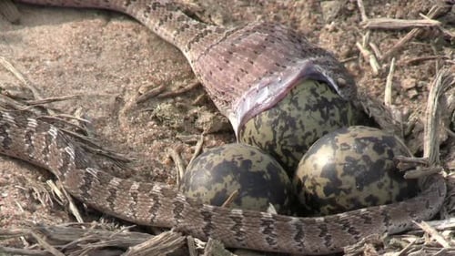 Snake Consuming Egg in Wildlife Close Up