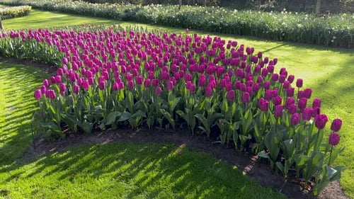 Flowerbed with purple tulips swaying in the breeze in Keukenhof Park. In the background daffodils. C