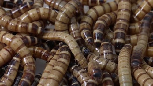 Giant Mealworms, also known as Superworms, Zophobas morio These beetle larvae have the ability to ea