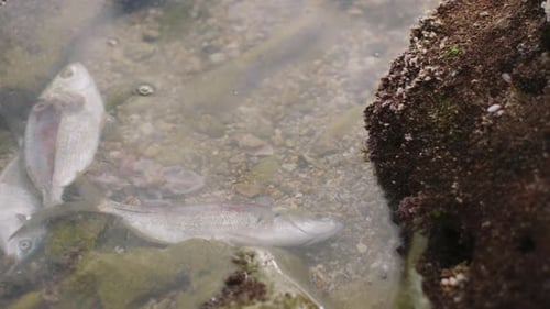 Tote Fische zwischen den Felsen an der Küste.