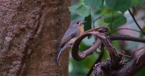 Mirando a la derecha mientras canta en un bosque ventoso, el papamoscas azul indochino Cyornis sumatrens
