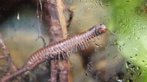 Milpiés keniano Telodeinopus aoutii, clase: Diplopoda