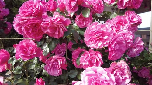 Belles roses qui fleurissent dans le jardin par une journée ensoleillée