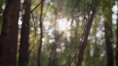 Spinnennetz auf einem Ast im Wald
